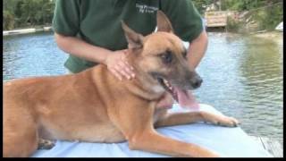 Dog Massage : Dog Massage for Lymphatic Drainage