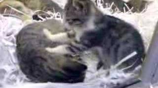 Kitten performing shiatsu massage